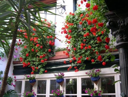 Patio Maese Luis nº 22